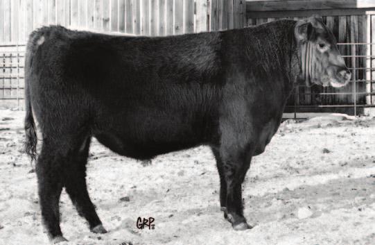CK COPPER 35A -3.1 +43 +65 +15 +36 +6.0 +2.0 78 lbs 700 lbs 1108 lbs Great growth and calving ease on this young herd sire. This bull hit the ground at 78 lbs. and weighed in at 806 lbs. Sept 9th.