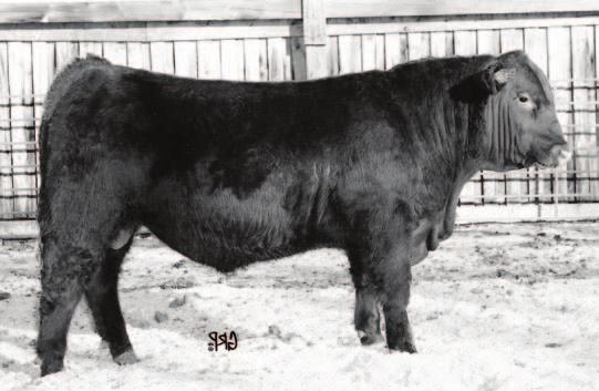 TASSEL PRALEE 66F -3.7 +39 +62 +19 +38 +6.0 +3.0 70 lbs 658 lbs 1184 lbs Hit the ground at 70 lbs, weaned off September 9th at 767 lbs. Jan 19th weight 1187 lbs average daily gain 3.32 lbs.