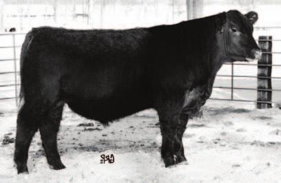 Lot 580 580 RED MOON ANCHOR 54A Gender: Male Tattoo: MOON 54A Reg# : 1732628 DOB: February 24 2013 RED ANCHOR 1 HITCH 38T SIRE: RED BROX Y-EXTREME 37Y RED BROX SPARKLES 34W RED NORTHLINE CRUSH 59R