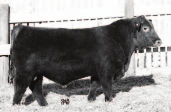 RED U-2 X FACTOR 387X, Sire of many lots.