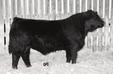 CHATTAHOOCHEE 110 13, New sire for use in 2014 Champion Angus