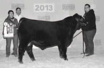 Moon 21A, Champion Angus Bull calf and Reserve Champion Angus Bull