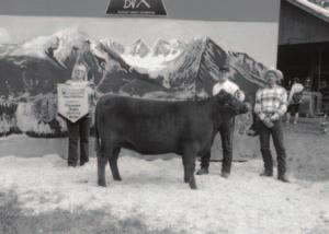 Smithers Fairs 2013; along with being Reserve Champion Yearling at