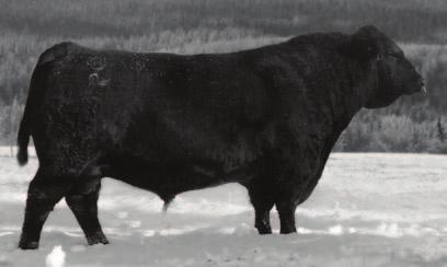 We are excited to be a part of the 4th annual Northern Alliance Bull Sale. It is a pleasure working with the other consignors. We are bringing our strongest pen of bulls we have ever sold!