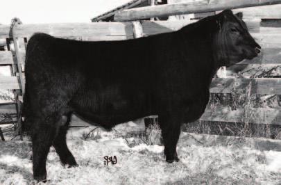 14C LADY OF PEAK DOT 227B +1.7 +40 +67 +12 75 lbs 578 lbs A really attractive bull with lots of muscle shape out of our Lady of Peak Dot 772L cow.