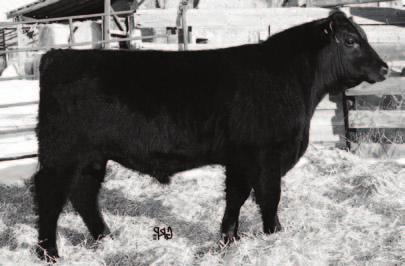 We have sold 2 other bulls through bull sales. 1A is a twin to 2A. The old 772L cow out did herself last year!