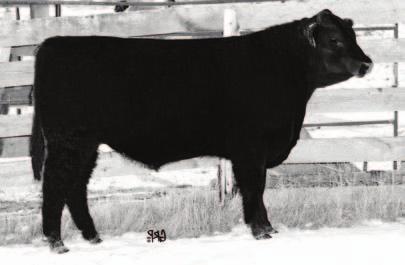 1K +2.1 +50 +88 +20 +45 +3.0 +5.0 81 lbs 707 lbs Moderate framed smooth bull with lots of length. Light birth weight of 81lbs. Weaning index of 110.