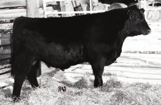 Check out this bull!! He is full of red meat! Sired by the Blast Kodiak 4Y bull that sold to Alexis Creek Cattle Company at last years sale. Tori s old 21N cow has produced a real whopper here!