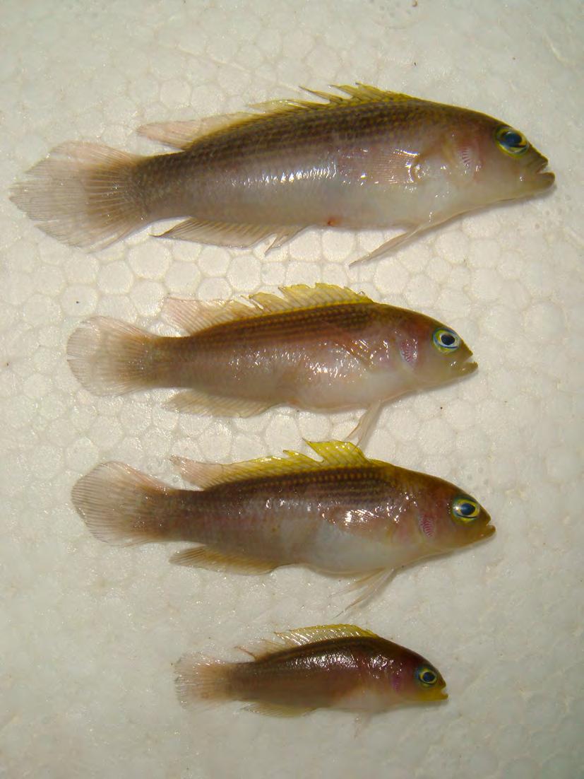 FIGURE 2. Pseudochromis stellatus, paratypes, AMS I.47330-001 (third from uppermost specimen) and WAM P.33630-001 (all other specimens), Batu Hitam, Raja Ampat Islands, Indonesia. Photo by M.V.