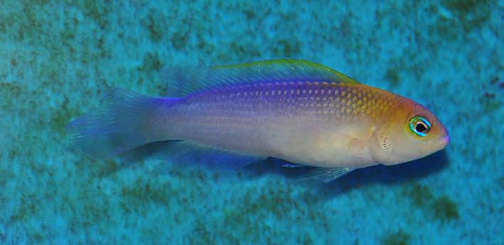 FIGURE 5. Pseudochromis sp., aquarium photo of individual from Cebu, Philippines. Note the fish was photographed under artificial lighting that has imparted a violet/blue cast on the fish. Photo by J.