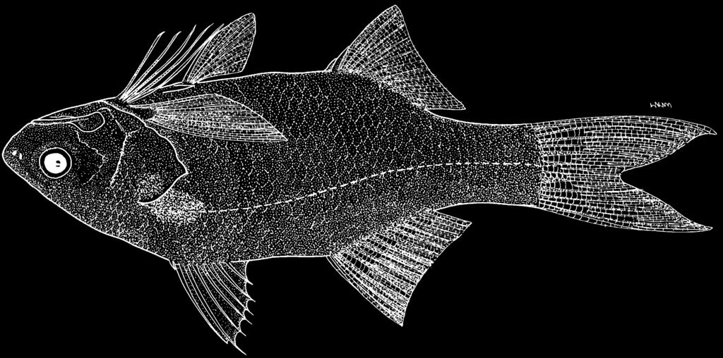56 FAO Species Catalogue for Fishery Purposes No. 3 FAO Names: En - Smallmouth threadfin; Fr - Barbure à petite bouche; Sp - Barbudo de boca pequeña. Fig.