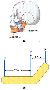 7. The chewing muscle, the masseter, is one of the strongest in the human body. It is attached to the mandible (lower jawbone) as shown in Figure P8.13a.