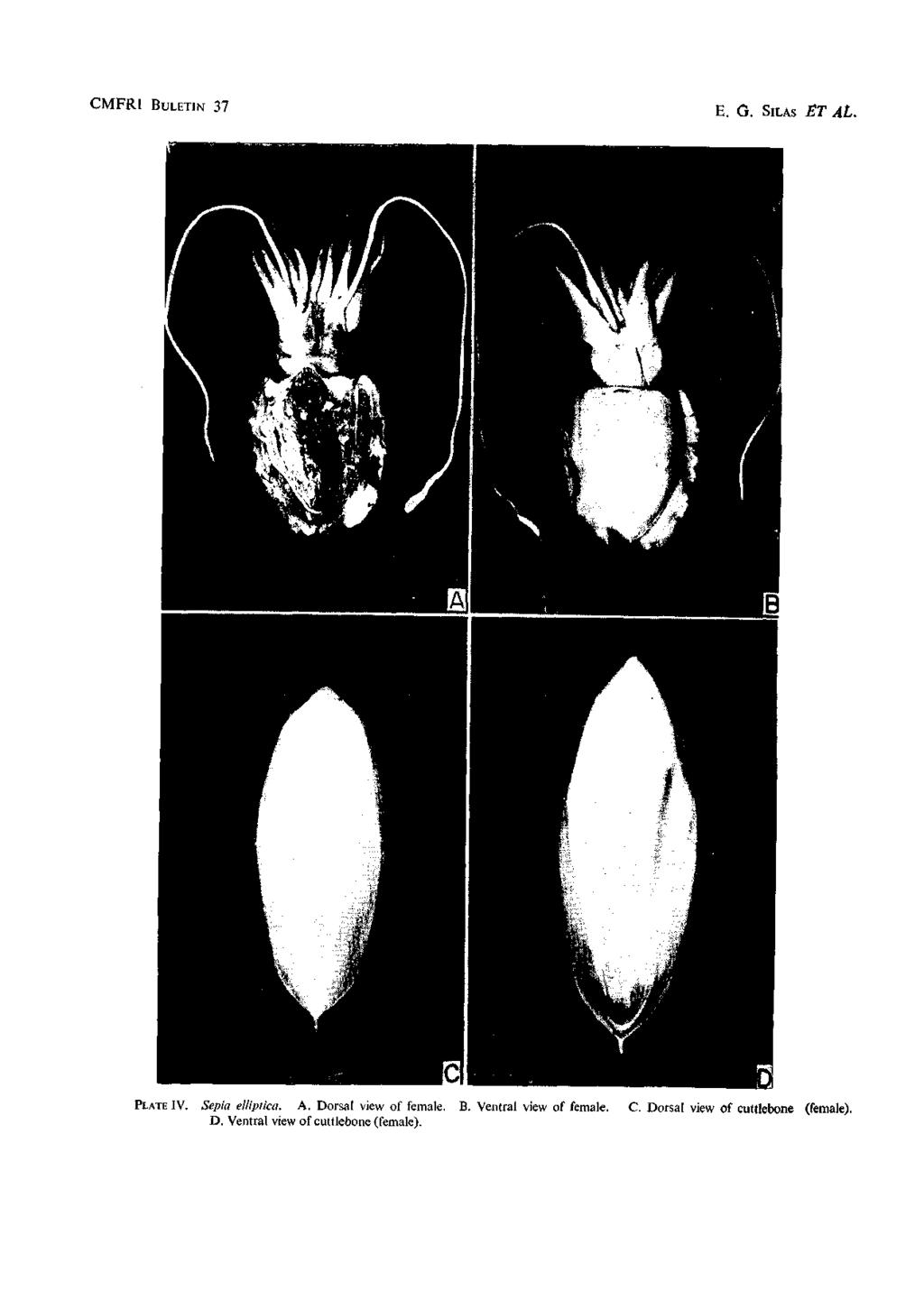 CMFRl BuLETiN 37 E. G. SILAS ET At. PLATE IV. Sepia elliptica. A. Dorsal view of female. B. Ventral view of female.