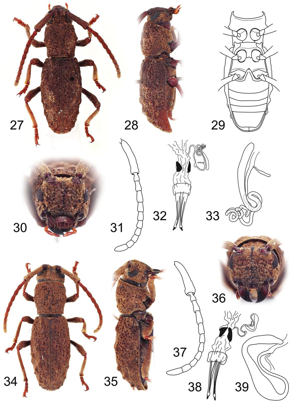 Review of Dolichostyrax Aurivillius (Cerambycidae, Lamiinae) in Borneo... 59 Figures 27 39. 27 33 Microdolichostyrax hefferni sp. n.