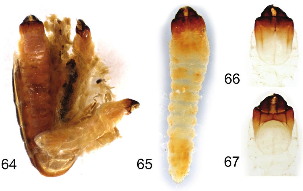 Review of Dolichostyrax Aurivillius (Cerambycidae, Lamiinae) in Borneo... 69 Figures 64 67. Borneostyrax cristatus sp. n.