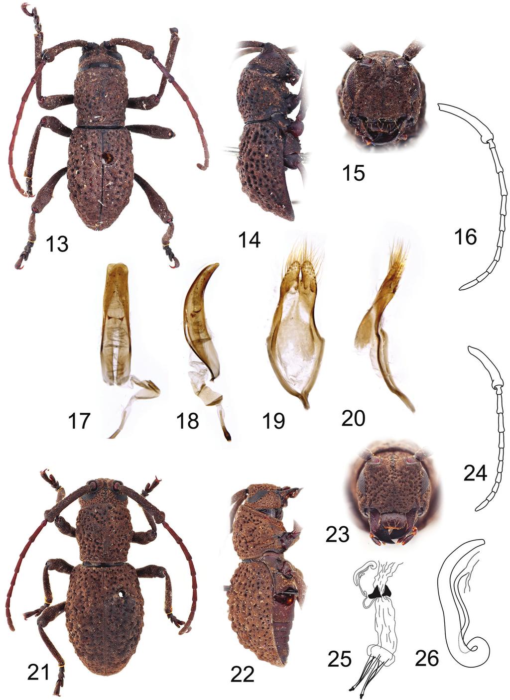 Review of Dolichostyrax Aurivillius (Cerambycidae, Lamiinae) in Borneo... 55 Figures 13 26.