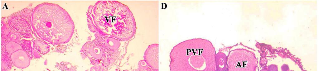 Research Journal of Animal, Veterinary and Fishery Sciences ISSN 2320 6535 Figure-2 (A-F) Photomicrographs showing the ovarian