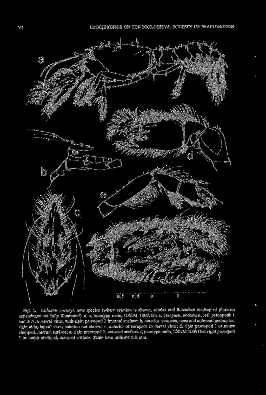 70 PROCEEDINGS OF THE BIOLOGICAL SOCIETY OF WASHINGTON Fig. I. Calaxius carnevi, new species (where setation is shown, setules and flocculent coating of plumose appendages not fully illustrated), a-e.