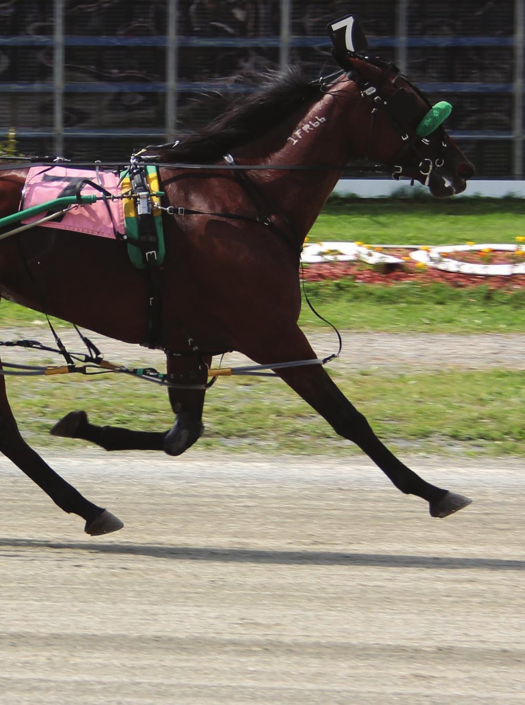 Her record is not flawless and she was beatable but you will not hear a word of complaint from the connections of Honey Do Jigtime, the top money winning three-yearold pacing filly in Atlantic Canada