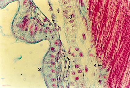 Protandrous hermaphroditism in silver perch 63 Fig. 1. Primordial germ cells in 4-day-old larvae: (1) primordial germ cells, (2) wall of intestine, (3) pronephric duct, (4) muscle.