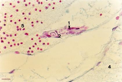 of migration; stained by alum hematoxylin, eosin, (b) longitudinal section - germ cells