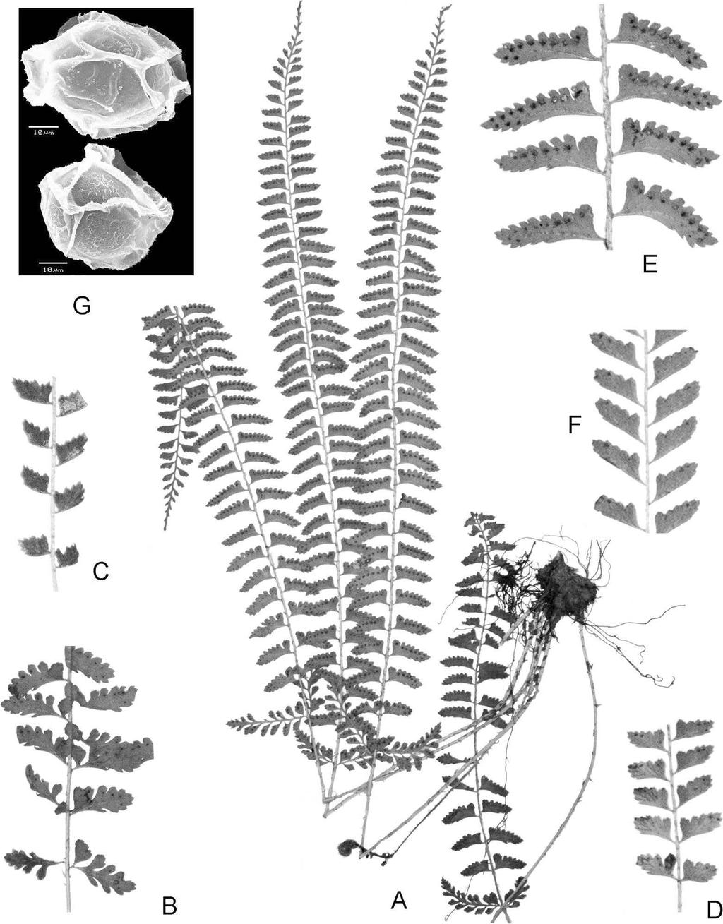 Volume 22, Number 2 Zhang & Wang 253 2012 Polystichum normale (Dryopteridaceae) from Guizhou, China Figure 2. Polystichum normale Ching ex P. S. Wang & Li Bing Zhang. A. Habit.