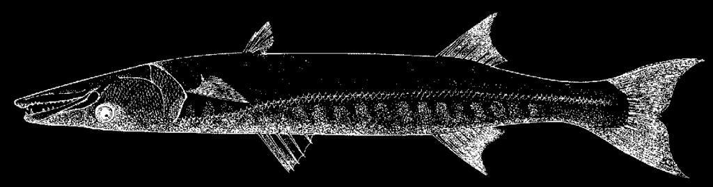 1810 Bony Fishes Sphyraena barracuda (Edwards, 1771) En - Great barracuda; Fr - Barracuda; Sp - Picuda barracuda. Maximum size to 230 cm, commonly to 200 cm standard length; world game record 38.5 kg.