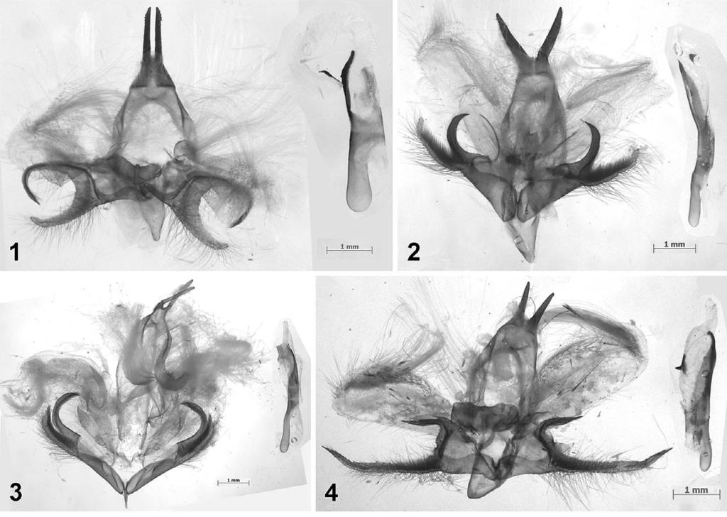 Remarks on the species composition of Agrisius 157 Figs 1-4. Agrisius male genitalia of the Guttivitta Species Group. 1. A. vernalis Dubatolov, Kishida et Wang, holotype, China, Guangdong, Nanling. 2.