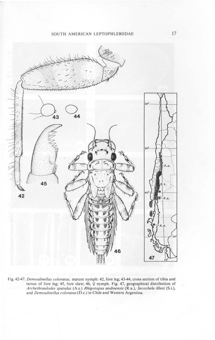 SOUTH AMERICAN LEPTOPHLEBllDAE 17 0 44 42 Fig. 42-47. Demoulinellus coloratus, mature nymph: 42, fore leg; 43-44, cross section of tibia and tarsus of fore leg; 45, fore claw; 46, ~ nymph.