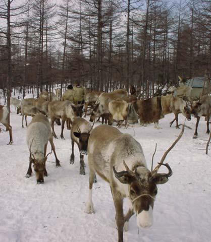 The most obvious negative impact is anxiety of wild reindeer and other animals due to the sharp increase in people and technical equipment brought into the area for construction work.