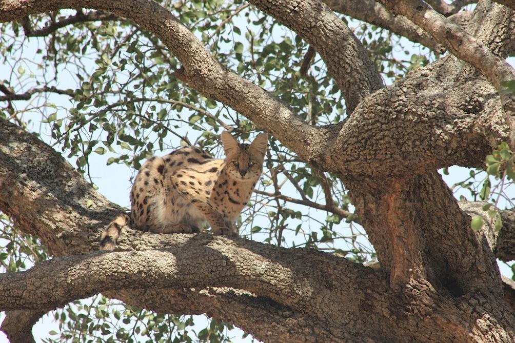 Serval in a tree?