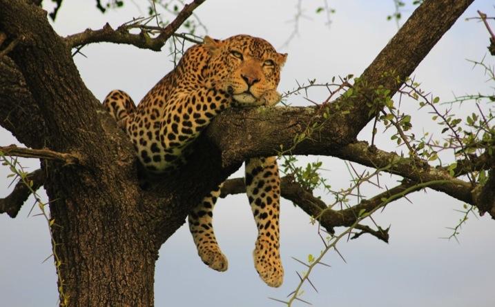 were seen suggests once again, how comfortable the female leopard population at Grumeti is becoming.