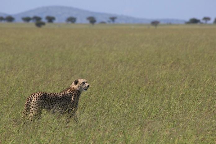 The mother cheetah with the two younger cubs continued to make the immediate Sabora area their home.