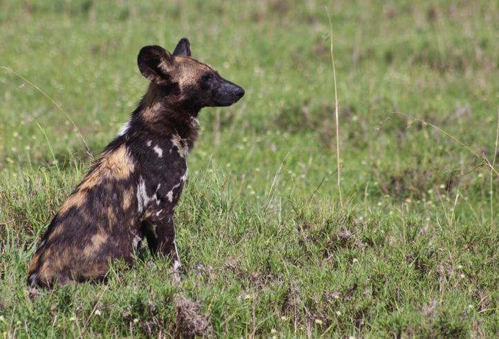 Wild dogs: Some exciting wild dog sightings occurred on the concession this month and most of them took place near the Raho drainage in the Nyati plains area, just on the border with the National