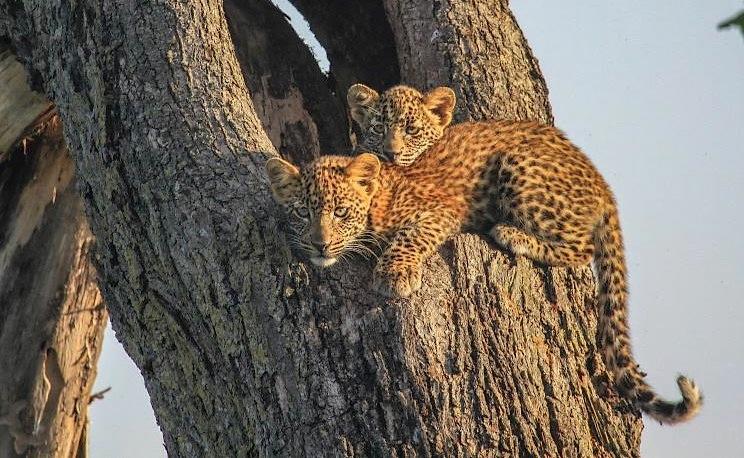 The sightings were of two separate mothers, each with two young cubs, and a single female south of Koroya Hill. Both Ed and his guests were thrilled.