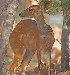 th, we were amazed to see a young bushbuck female walking past the lodge: a couple of hours later,