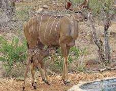 On the 7 th we became aware that a very small kudu calf that we had been seeing with its mother