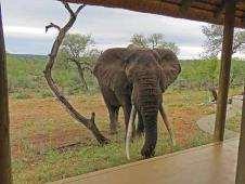 bigtusked elephant bull; indeed, there was a great deal