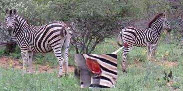 We managed to photograph the injury to the zebra foal on
