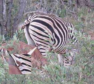 eye.) We have seen zebras before with serious injuries
