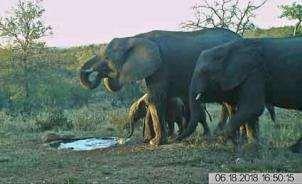 To our astonishment, at least 40 elephants then came to drink, arriving in group after group.