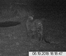 Over the course of the seven months which are covered by this newsletter, we have seen or recorded lion, leopard, hyena, wild cat, wild dog, black-backed jackal, honey badger,