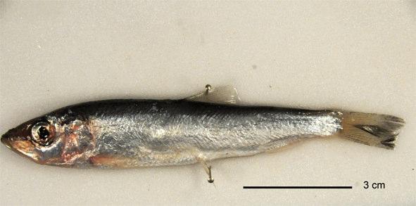 Fish ring test F_RT11: Specimens F_RT1101 Clupea harengus (Herring) Habitat: Pelagic.