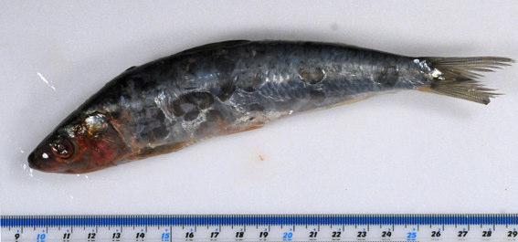 F_RT1105 Sardina pilchardus (Sardine) Habitat: Pelagic. Substrate: NA Salinity: High. Depth: Shallow sublittoral to circalittoral.