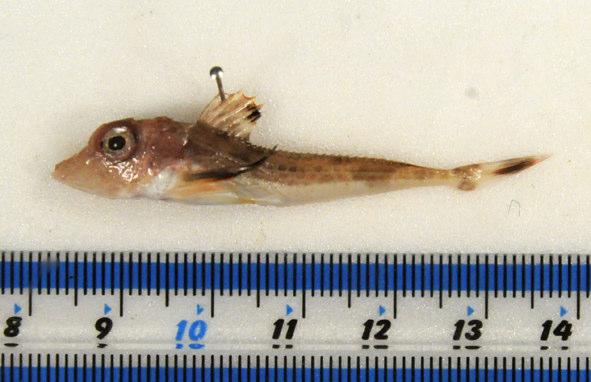 For a discussion of the respective differentiating characters, see Appendix 1. F_RT1107 Eutrigla gurnardus (Grey gurnard) Habitat: Demersal.