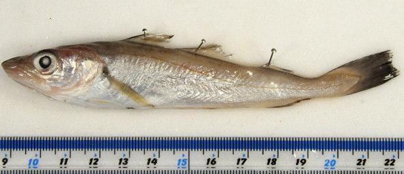For a discussion of the respective differentiating characters, see Appendix 6. F_RT1112 Merlangius merlangus (Whiting) Habitat: Bentho-pelagic.