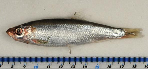 Figure 12a (F_RT1112) - L No differences recorded. F_RT1113 Sprattus sprattus (Sprat) Habitat: Pelagic. Substrate: NA Salinity: Mixed.