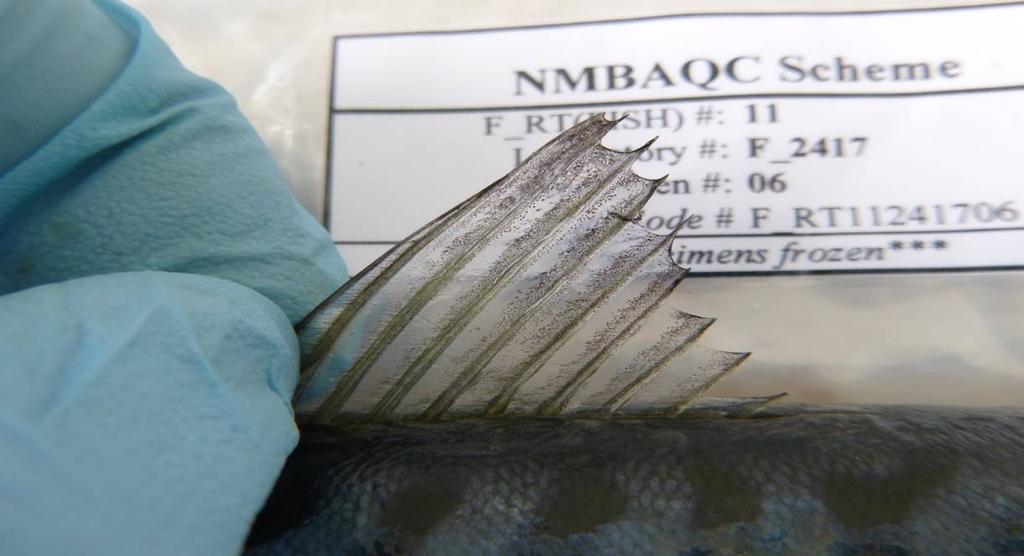Figure 2: The fin of the mackerel from the lab showing 10 rays.