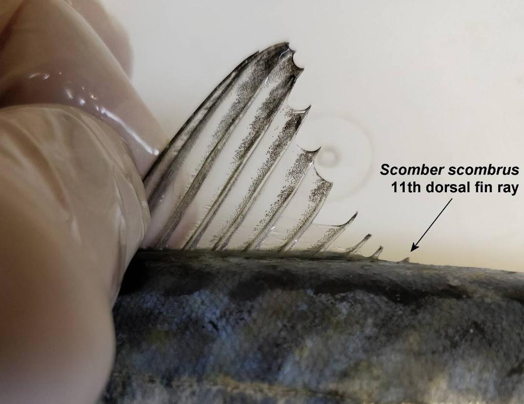 Figure 3: 1st dorsal fin of Pisces specimen of S. scombrus, showing the very small 11th fin ray.