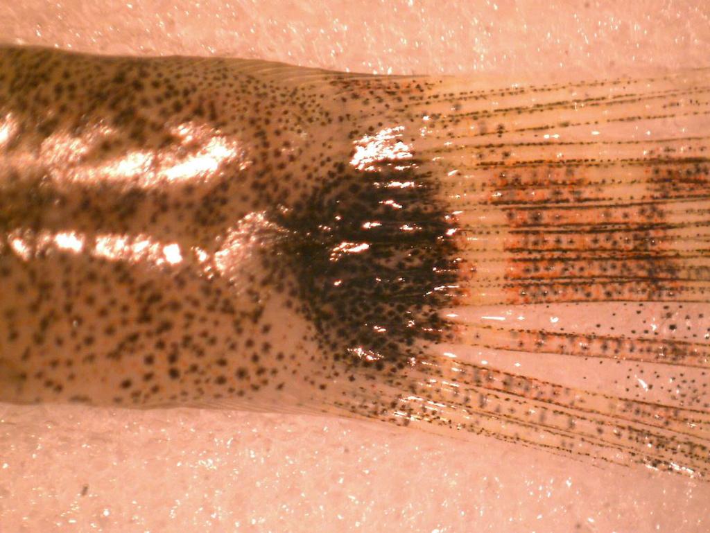 Figure 8: A image of a 2 spot goby tail spot - note the round shape and the lighter border around the spot.